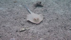 Подводный мир. Шарм-Эль-Шейх. Рас-Умм-Сид. Рыбки в Красном море.