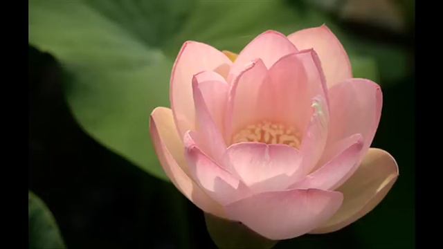 A. Vivaldi / N. Chédeville: Op. 13 n. 6 - Sonata for oboe & b.c. in G minor (RV 58) / P. Goodwin смотреть онлайн