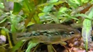 764 Ameca splendens Амека