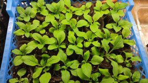 Чем подкормить петунию на стадии рассады. Легко и просто.