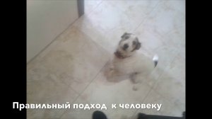 Дрессировка собак.