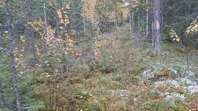 Будни Олега. Собираю грибы, отдыхаю душой на природе.