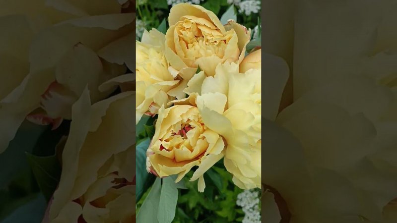 Букет из жёлтых пионов. Сорт "Бартзелла". Пионы на даче.