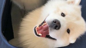 Эта женщина показала, что значит воспитывать 2 детей и 4 самоедов, и это прекрасно