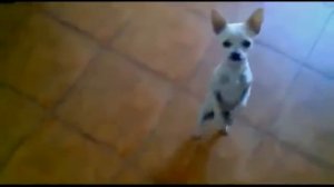 Собака танцует на двух ногах.Dancing Dog