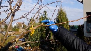 Формируем крону взрослой груши с прошлогодними прививками