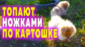 Шпицы уДачно погуляли. Шпицы Юни, Николь, Оливия, Бэлла играют. Померанский шпиц бегает по картошке