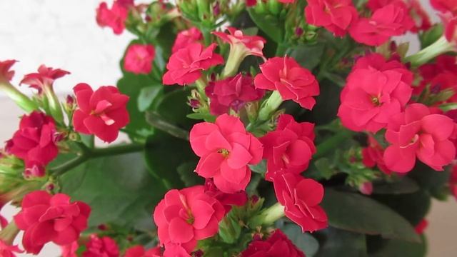 Как поливать цветущее каланхоэ  #каланхоэ#комнатныерастения