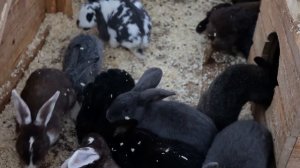 "МЫ НЕ ИГРУШКИ! ПАРК ЛЬВОВ ЗЕМЛЯ ПРАЙДА" — Выпуск о человеческой жестокости в отношении животных.