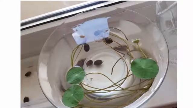 AliExpress Bonsai seeds growing Day by Day Customer Review!!!!! смотреть онлайн