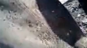 Мошки на севере