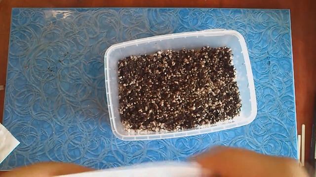 Посев хищных растений: Венериной мухоловки и росянки смотреть онлайн