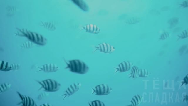 ТЁЩА и ЗЯТЬ - Пол литра и твоя! Интересные истории из жизни. Рассказы о любви. Теща Сладкая смотреть онлайн