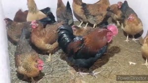 Как узнать возраст петуха? Кучинские-юбилейные молодки занеслись.