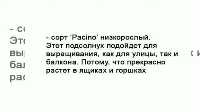 Подсолнечник для дачи. Советы по выращиванию