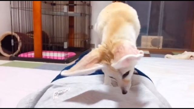 Домашняя лиса фенек со своими игрушками смотреть онлайн