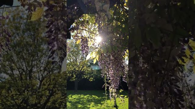 Wisteria - Flowers in the sun - May 2020 смотреть онлайн