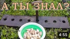 Сажаем ЧЕСНОК в сидераты. СУПЕР-ИДЕЯ для быстрой разметки!