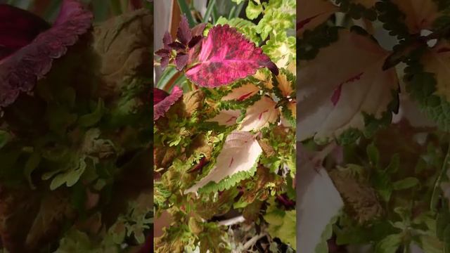 Красивые Колеусы  beautiful coleus