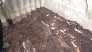 Пересаживаем малину на новое место.