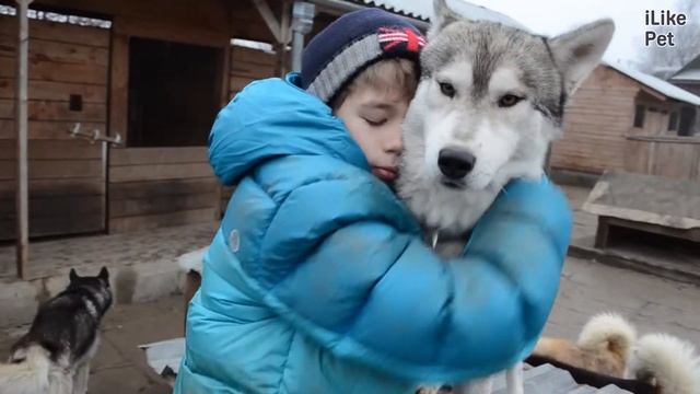 Хаски Характер на iLikePet смотреть онлайн