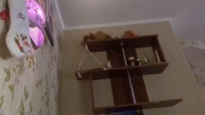 Что нужно знать при покупке КОРЕЛЛЫ ?Эксперимент