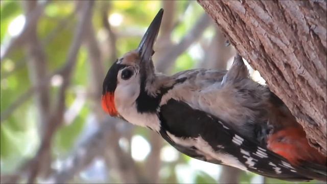 2021 17 05 СИРИЙСКИЙ ДЯТЕЛ КОРМИТ ДЕТИШЕК, виден язычок, И ВЫЧИЩАЕТ ГНЕЗДО ОТ ИХ ПОМЁТА смотреть онлайн