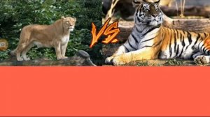 львица vs тигрица (кто сильнее??)