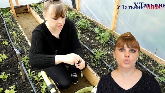 ТАК СТОИТ ЛИ обрабатывать свои комнатные и огородные растения ПЕРЕКИСЬЮ ВОДОРОДА?