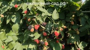 Садовая ежевика Халл.