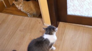 VLOG Костя доделал полочку