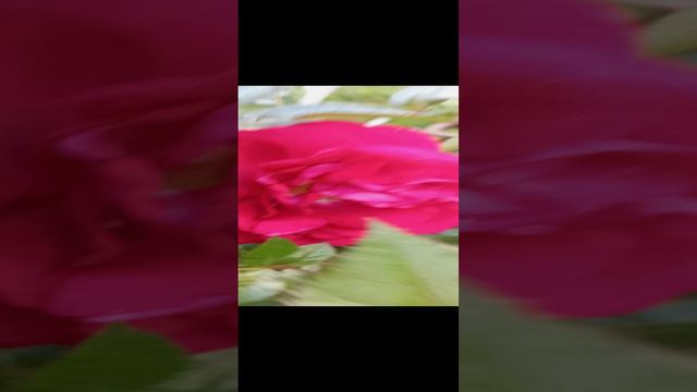 Роза Бордо обзор