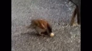 "Воробей" А Руббах.