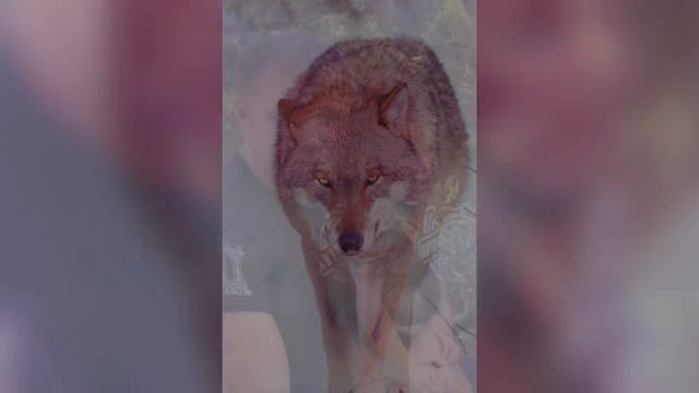 Это было лучшее время ,моей молодости,чемпион России и Мира по боксу Гоголев Андрей! смотреть онлайн