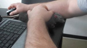 как правильно гладить крыс.