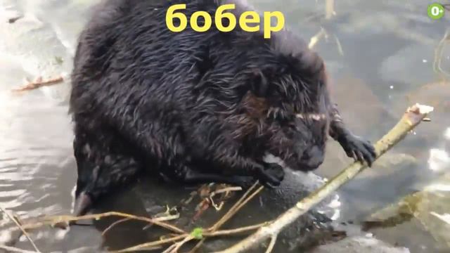 ЗВУКИ ЖИВОТНЫХ для самых маленьких Как говорят животные смотреть онлайн