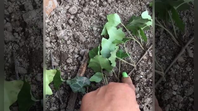 Сажаю плющ ( хедера) смотреть онлайн