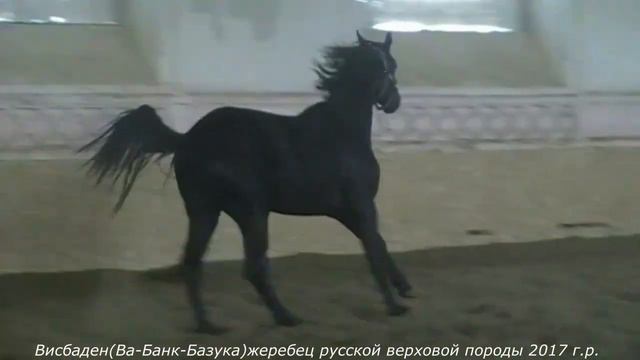 Висбаден 2017 (Ва-Банк-Базука) смотреть онлайн