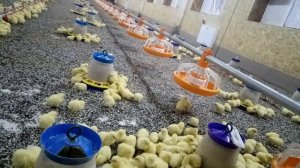 Птицеферма Бройлер кобб500 На 2500 Голов Автокормушки И Нипельные Поилки