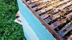 достаю рамку с мёдом из улья (август 2023г)