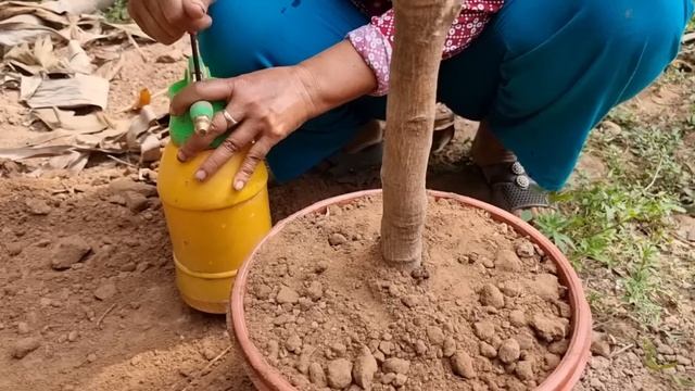 Best Techniques : How to grafting Longan Tree To Have a lot of Fruit смотреть онлайн