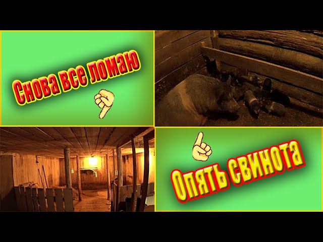 Пополнение свиней Подготовка птичника к  сезону Деревенская жизнь Зауральского подворья