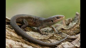 Живородящая ящерица