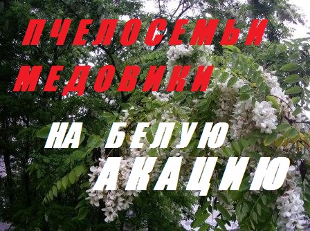 Объединяем Пчелосемьи на Белую акацию.Маток в нуклеусы.Пчелы тянут вощину при отсутствии взятка.