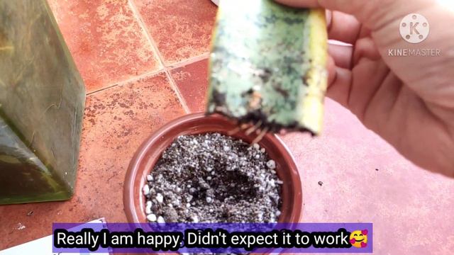 Propogating Snake Plant/Sansevieria LIVE|Soil Propogation|Being plant lover won't ignore this video смотреть онлайн