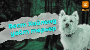 Вест-Хайленд Уайт-Терьер: Яркий Характер в Маленьком Теле