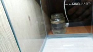 Как перезапустить аквариум