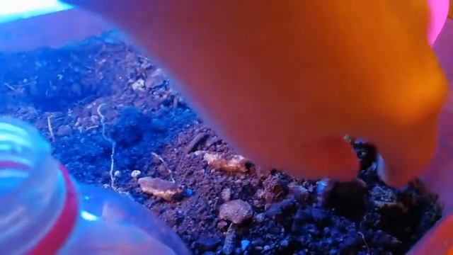 ПРИВИВКА РОЗЫ ПОЧКОЙ В ГОРШОК В КВАРТИРЕ/ЭКСПЕРИМЕНТ/НАЧАЛО ЗИМЫ смотреть онлайн