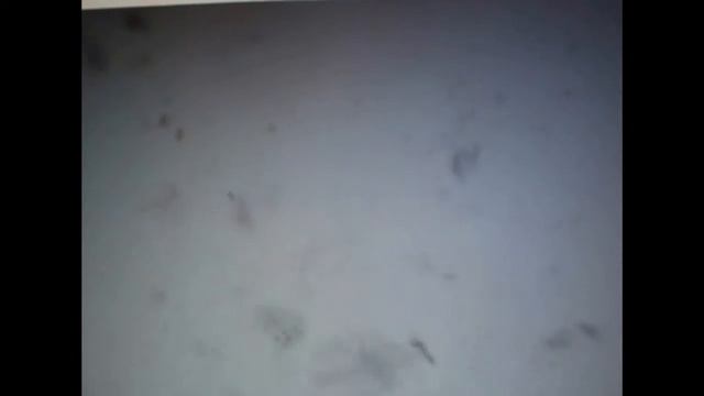 Опыт с геранью душистой смотреть онлайн