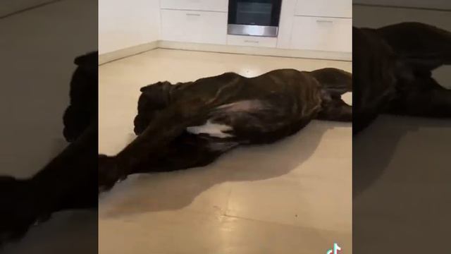 Кане корсо питомник Счастье мое